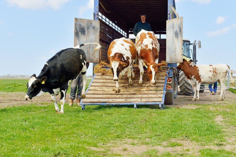 Aplicación de buenas prácticas de manejo de ganado normadas por el SAG para el resguardo del Bienestar animal durante el transporte. 